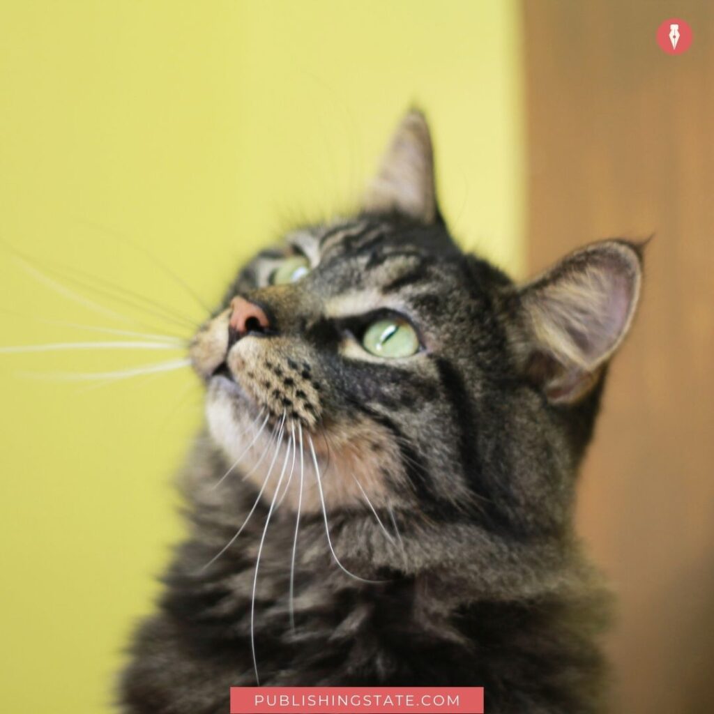 Cat thinking | 33 power words you can use in your email