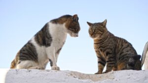 Author disputes in journal publishing