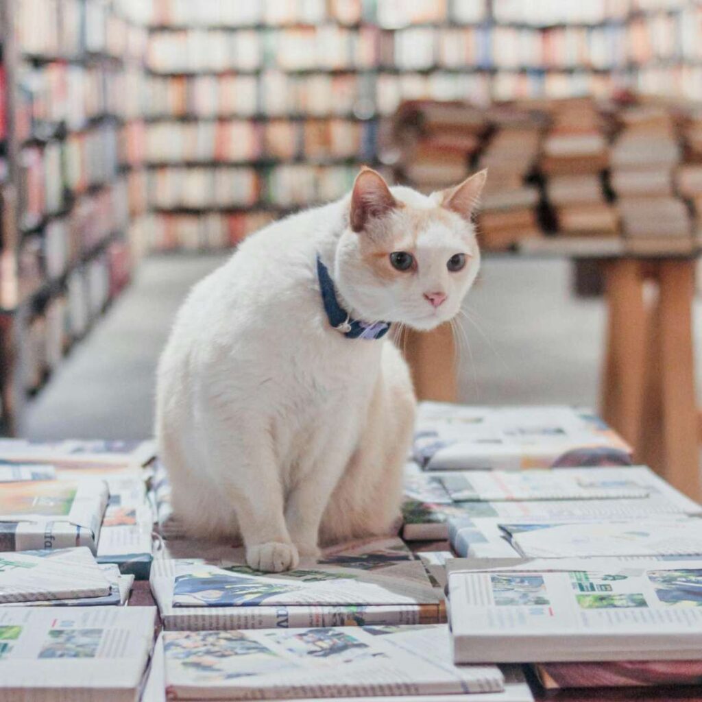 10 largest bookstores in America in 2025